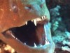 close up of a large green moray eel.