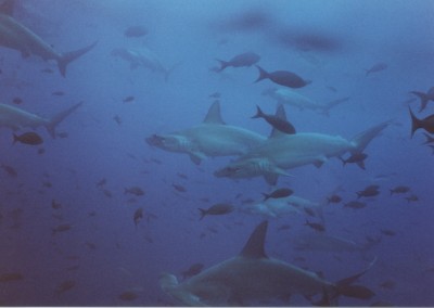 School of angry hammerheads