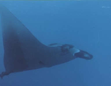 Large Manta Ray